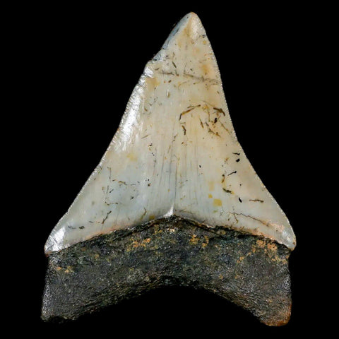 2.6" Quality Megalodon Shark Tooth Serrated Fossil Natural Miocene Age COA - Fossil Age Minerals
