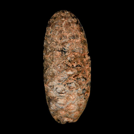 XL 2.1" Fossil Pine Cone Equicalastrobus Replaced By Agate Eocene Age Seeds Fruit