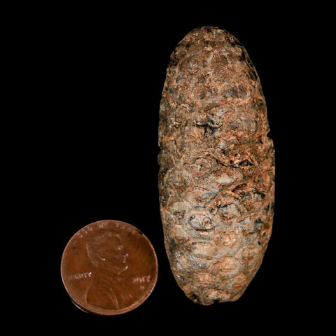 XL 2.1" Fossil Pine Cone Equicalastrobus Replaced By Agate Eocene Age Seeds Fruit - Fossil Age Minerals