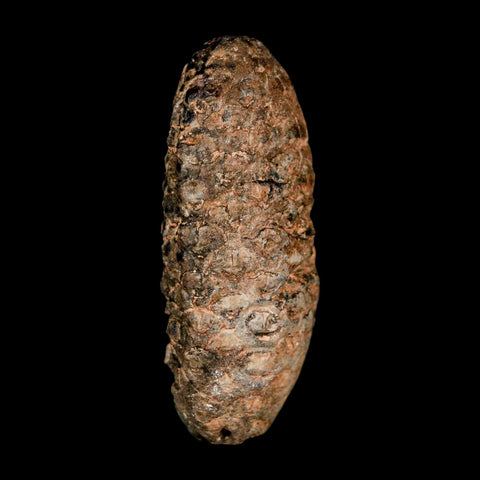 XL 2.1" Fossil Pine Cone Equicalastrobus Replaced By Agate Eocene Age Seeds Fruit - Fossil Age Minerals
