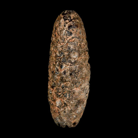 XL 2.1" Fossil Pine Cone Equicalastrobus Replaced By Agate Eocene Age Seeds Fruit - Fossil Age Minerals