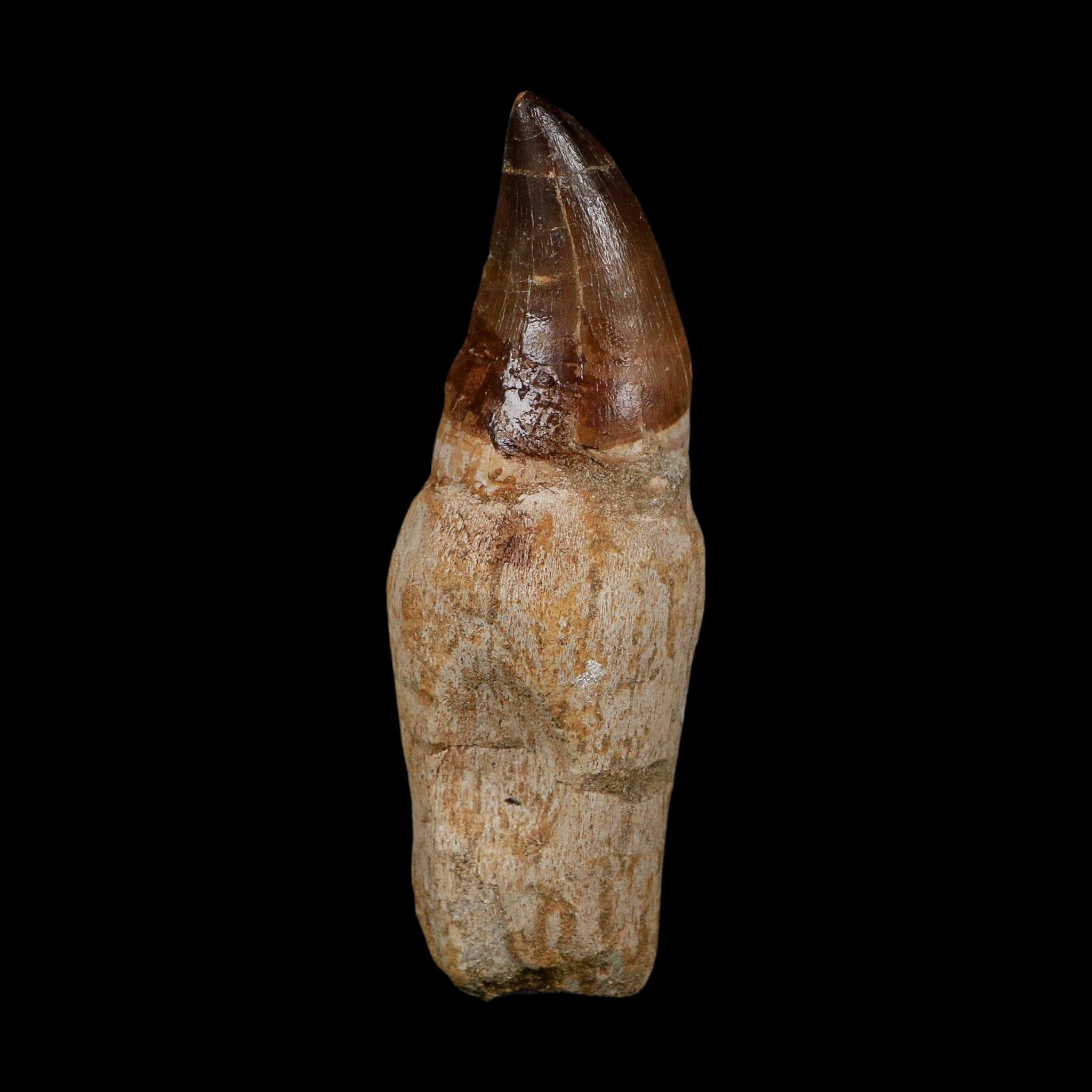 XL 4.5" Mosasaur Prognathodon Fossil Tooth Rooted Cretaceous Dinosaur Era COA