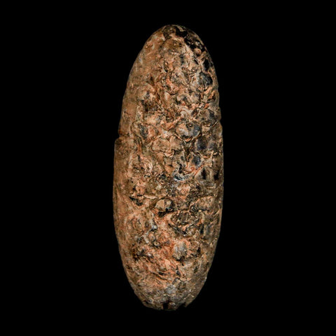 XL 2.1" Fossil Pine Cone Equicalastrobus Replaced By Agate Eocene Age Seeds Fruit - Fossil Age Minerals