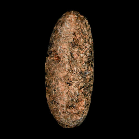 XL 2.1" Fossil Pine Cone Equicalastrobus Replaced By Agate Eocene Age Seeds Fruit - Fossil Age Minerals