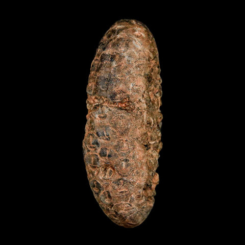 XL 2.1" Fossil Pine Cone Equicalastrobus Replaced By Agate Eocene Age Seeds Fruit - Fossil Age Minerals