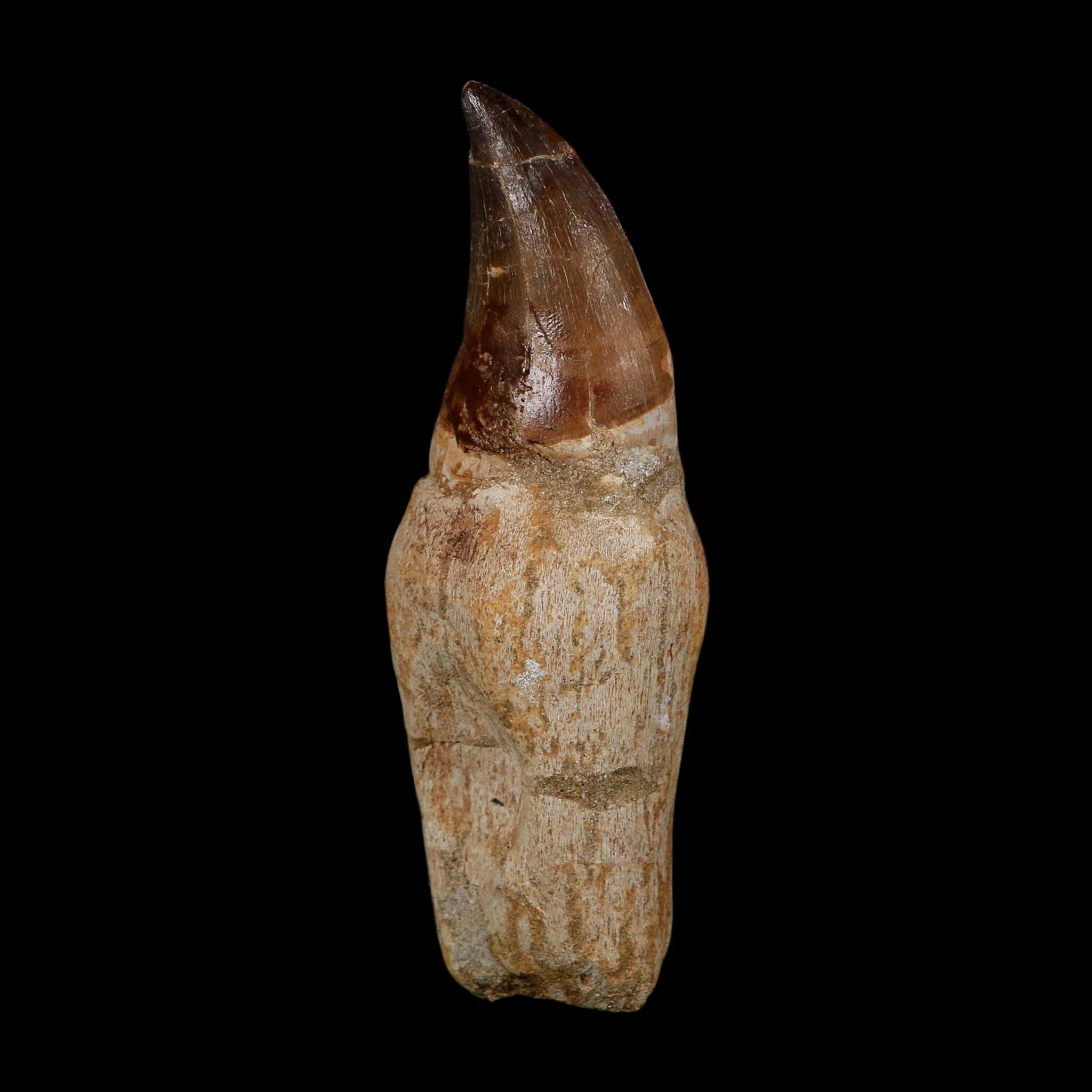 XL 4.5" Mosasaur Prognathodon Fossil Tooth Rooted Cretaceous Dinosaur Era COA