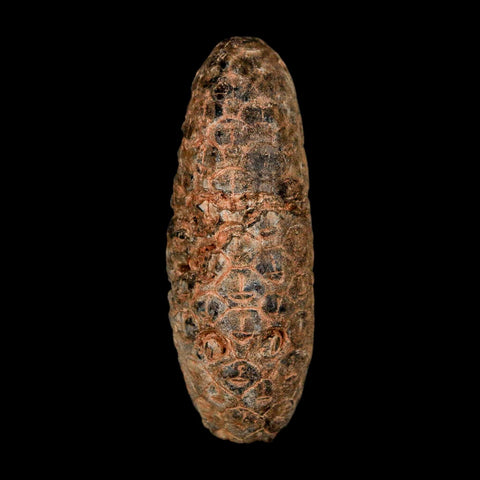 XL 2.1" Fossil Pine Cone Equicalastrobus Replaced By Agate Eocene Age Seeds Fruit - Fossil Age Minerals