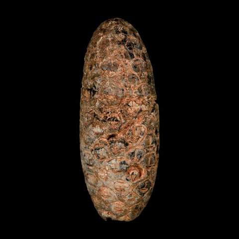 XL 2.1" Fossil Pine Cone Equicalastrobus Replaced By Agate Eocene Age Seeds Fruit - Fossil Age Minerals