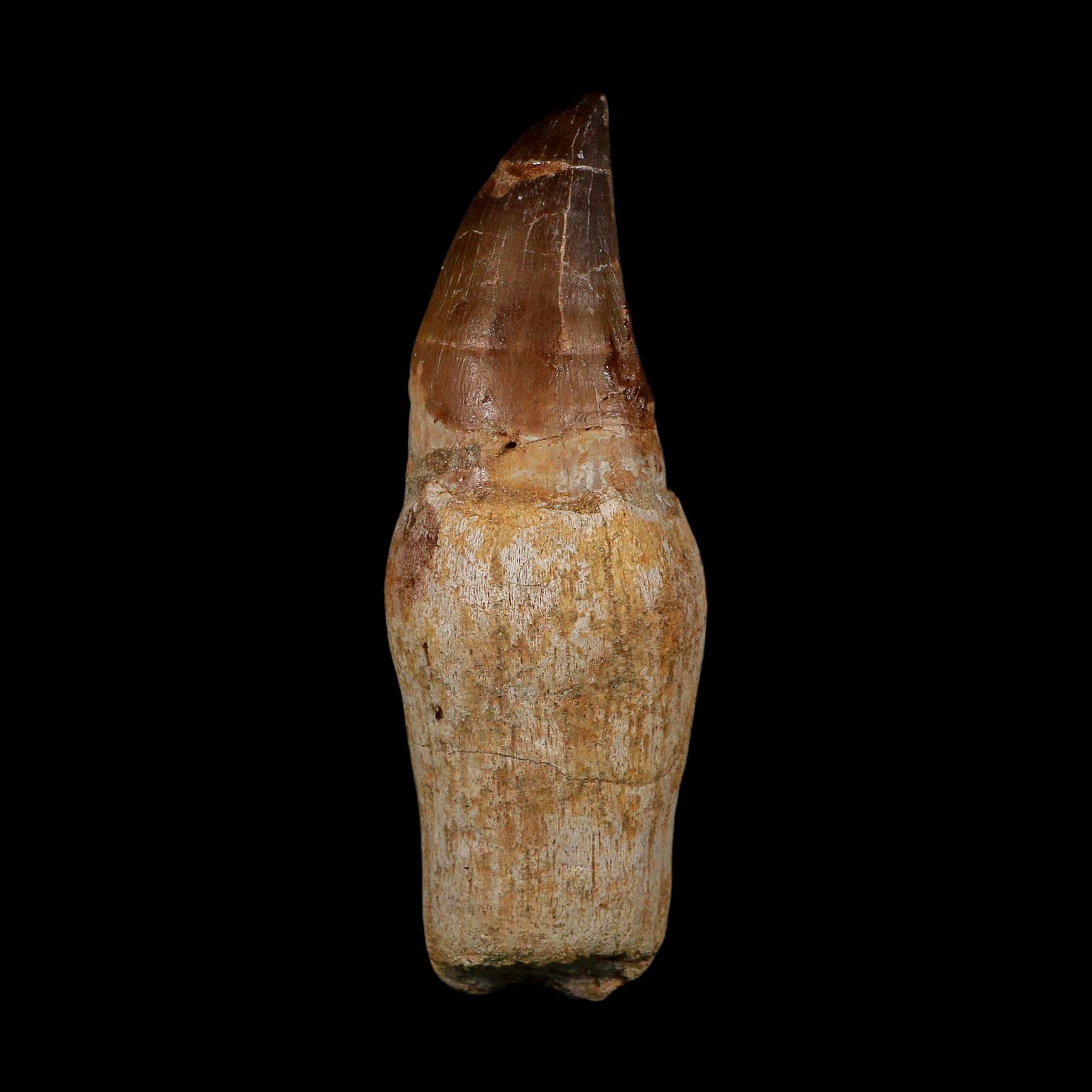 XL 4.5" Mosasaur Prognathodon Fossil Tooth Rooted Cretaceous Dinosaur Era COA