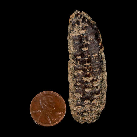 XL 2.3" Fossil Pine Cone Equicalastrobus Replaced By Agate Eocene Age Seeds Fruit - Fossil Age Minerals