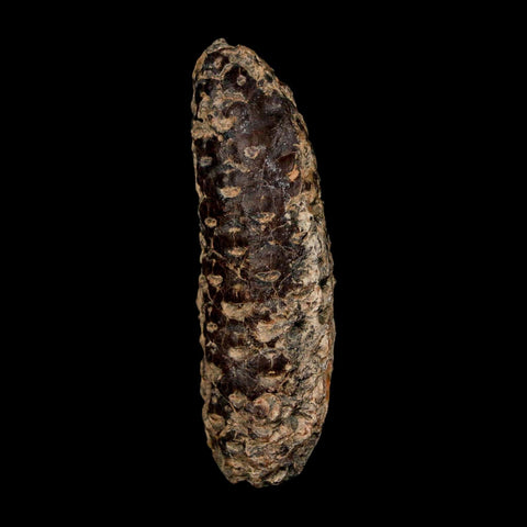 XL 2.3" Fossil Pine Cone Equicalastrobus Replaced By Agate Eocene Age Seeds Fruit - Fossil Age Minerals