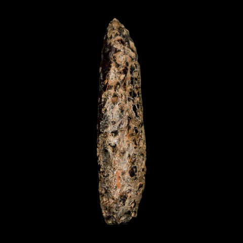 XL 2.3" Fossil Pine Cone Equicalastrobus Replaced By Agate Eocene Age Seeds Fruit - Fossil Age Minerals