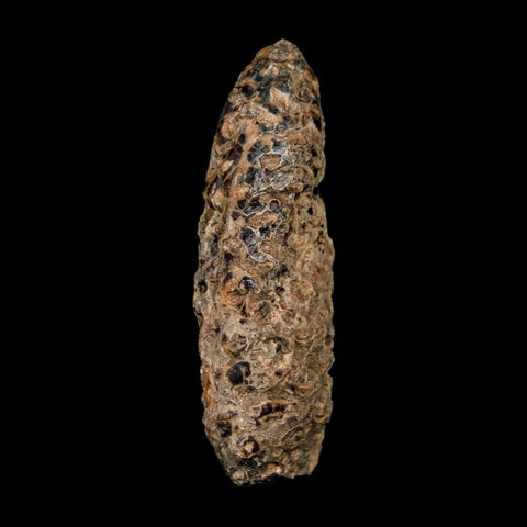 XL 2.3" Fossil Pine Cone Equicalastrobus Replaced By Agate Eocene Age Seeds Fruit - Fossil Age Minerals