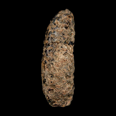 XL 2.3" Fossil Pine Cone Equicalastrobus Replaced By Agate Eocene Age Seeds Fruit - Fossil Age Minerals