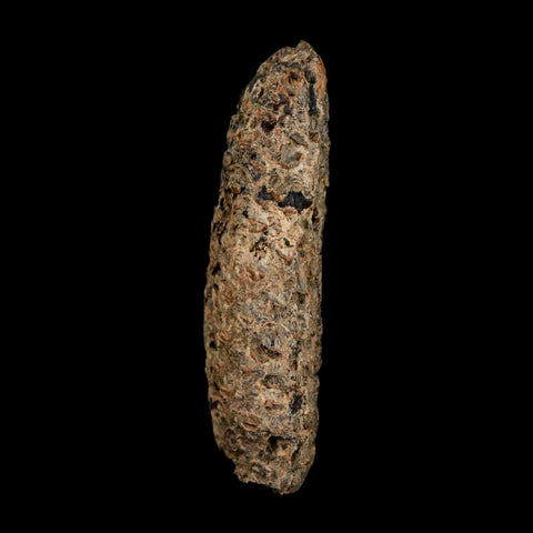 XL 2.3" Fossil Pine Cone Equicalastrobus Replaced By Agate Eocene Age Seeds Fruit - Fossil Age Minerals