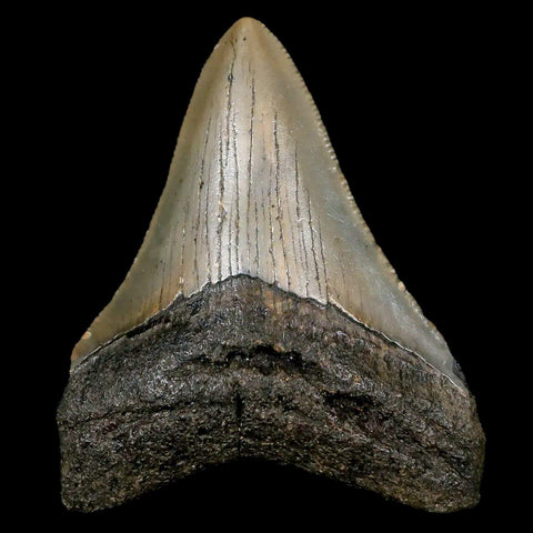 2.6" Quality Megalodon Shark Tooth Serrated Fossil Natural Miocene Age COA - Fossil Age Minerals