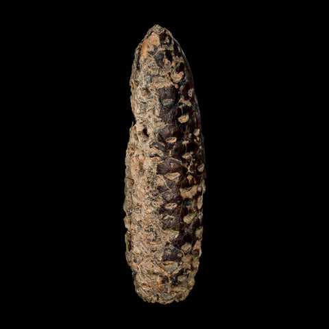 XL 2.3" Fossil Pine Cone Equicalastrobus Replaced By Agate Eocene Age Seeds Fruit - Fossil Age Minerals