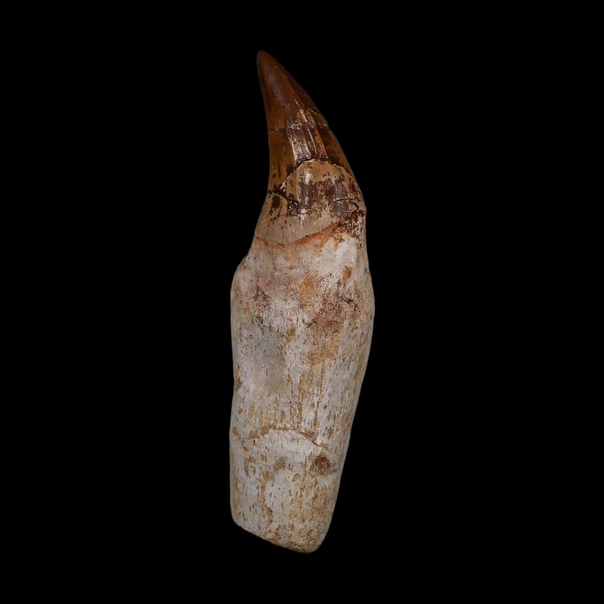 XL 4.5" Mosasaur Prognathodon Fossil Tooth Rooted Cretaceous Dinosaur Era COA