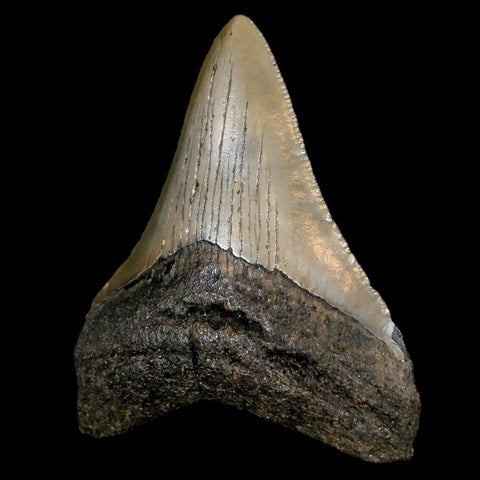 2.6" Quality Megalodon Shark Tooth Serrated Fossil Natural Miocene Age COA - Fossil Age Minerals