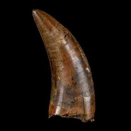 1.6" Nanotyrannus Tyrannosaurus Fossil Tooth Dinosaur Lance Creek WY COA Display