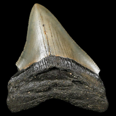 2.8" Quality Megalodon Shark Tooth Serrated Fossil Natural Miocene Age COA - Fossil Age Minerals