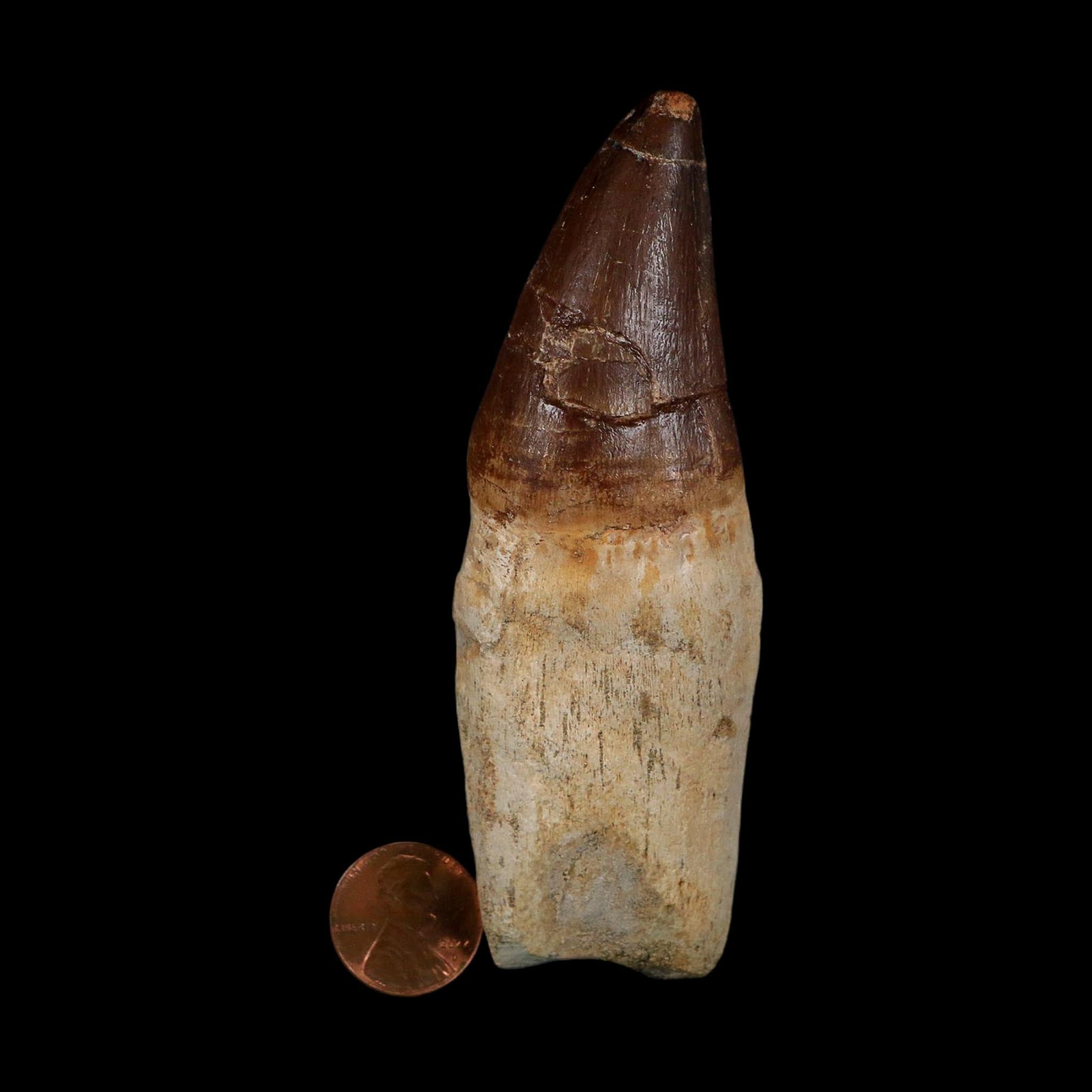 XL 4.3" Mosasaur Prognathodon Fossil Tooth Rooted Cretaceous Dinosaur Era COA