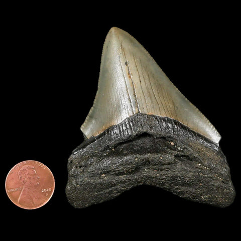 2.8" Quality Megalodon Shark Tooth Serrated Fossil Natural Miocene Age COA - Fossil Age Minerals