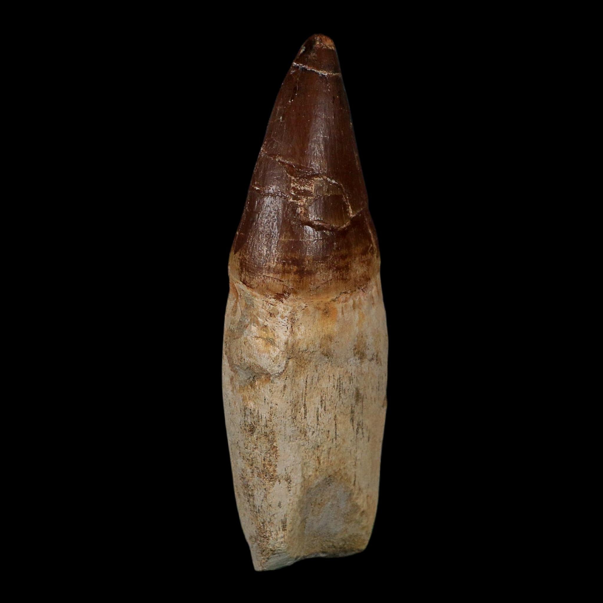 XL 4.3" Mosasaur Prognathodon Fossil Tooth Rooted Cretaceous Dinosaur Era COA