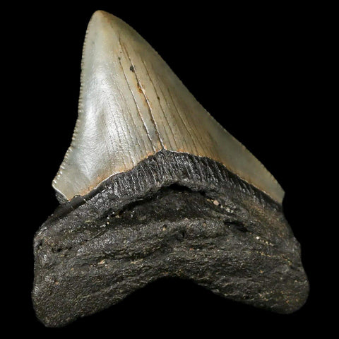 2.8" Quality Megalodon Shark Tooth Serrated Fossil Natural Miocene Age COA - Fossil Age Minerals