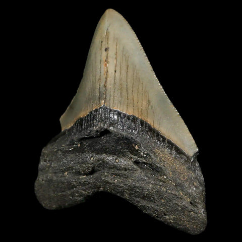 2.8" Quality Megalodon Shark Tooth Serrated Fossil Natural Miocene Age COA - Fossil Age Minerals