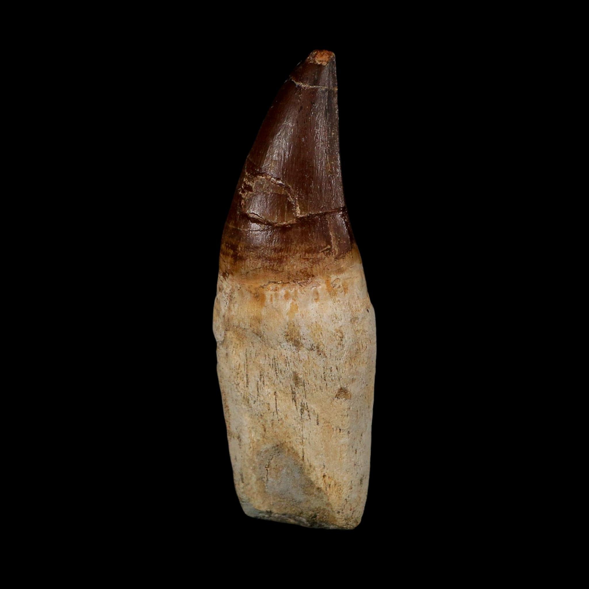 XL 4.3" Mosasaur Prognathodon Fossil Tooth Rooted Cretaceous Dinosaur Era COA
