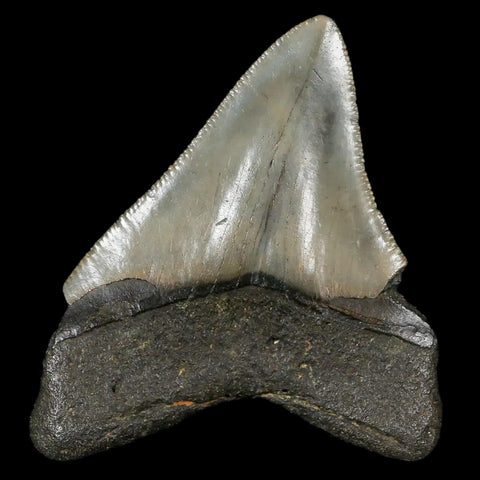2.8" Quality Megalodon Shark Tooth Serrated Fossil Natural Miocene Age COA - Fossil Age Minerals