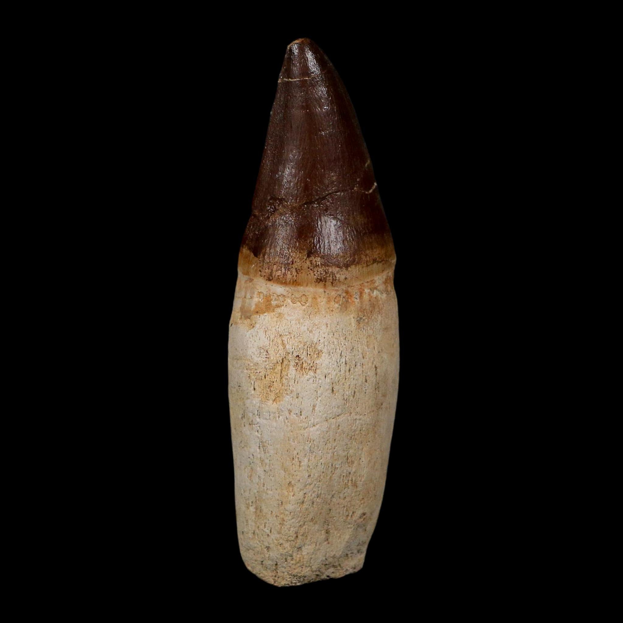 XL 4.3" Mosasaur Prognathodon Fossil Tooth Rooted Cretaceous Dinosaur Era COA