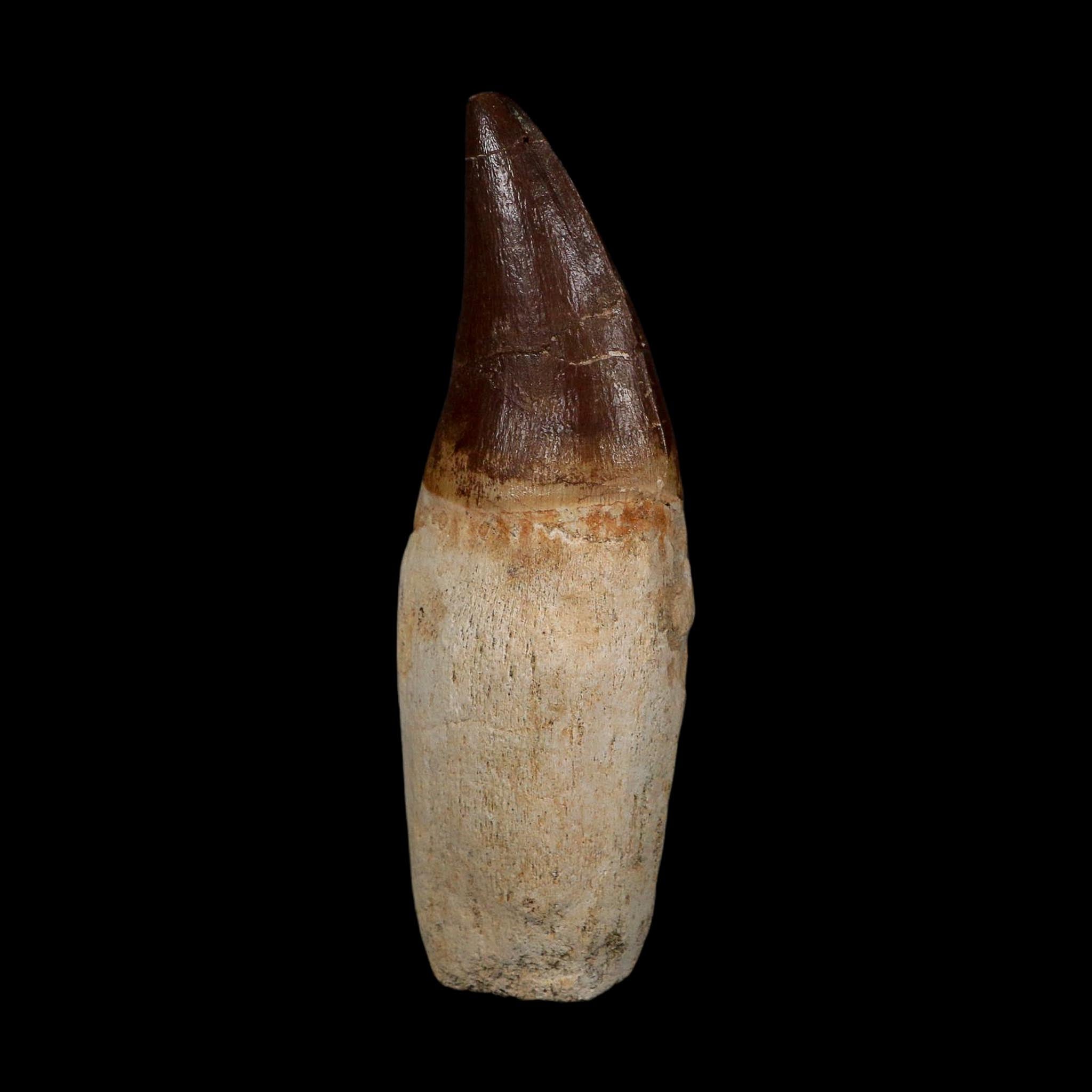 XL 4.3" Mosasaur Prognathodon Fossil Tooth Rooted Cretaceous Dinosaur Era COA