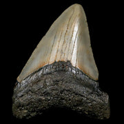 2.3" Quality Megalodon Shark Tooth Serrated Fossil Natural Miocene Age COA