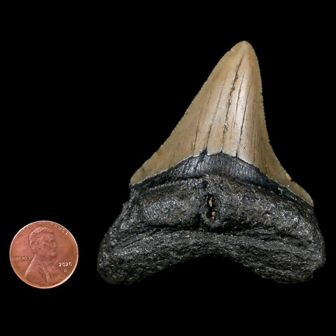 2.7" Quality Megalodon Shark Tooth Serrated Fossil Natural Miocene Age COA - Fossil Age Minerals