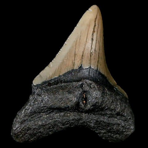 2.7" Quality Megalodon Shark Tooth Serrated Fossil Natural Miocene Age COA - Fossil Age Minerals