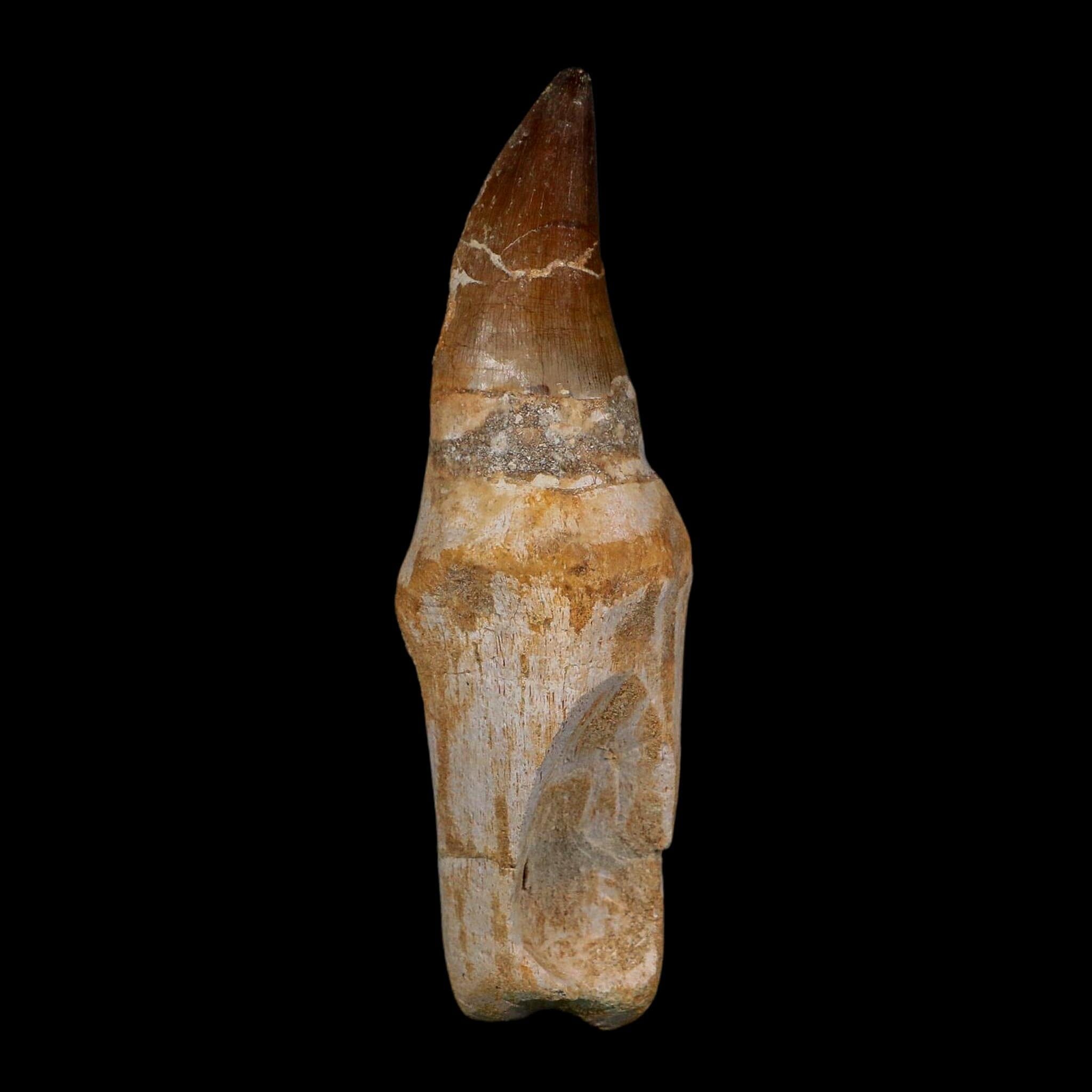 XL 4.7" Mosasaur Prognathodon Fossil Tooth Rooted Cretaceous Dinosaur Era COA