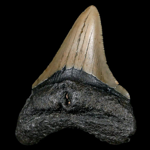 2.7" Quality Megalodon Shark Tooth Serrated Fossil Natural Miocene Age COA - Fossil Age Minerals
