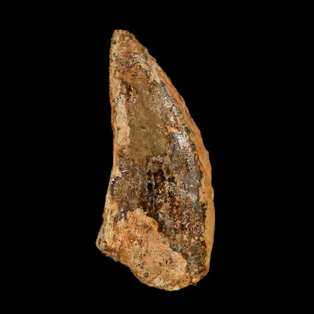 1" Nanotyrannus Tyrannosaurus Fossil Tooth Dinosaur Lance Creek WY COA Display