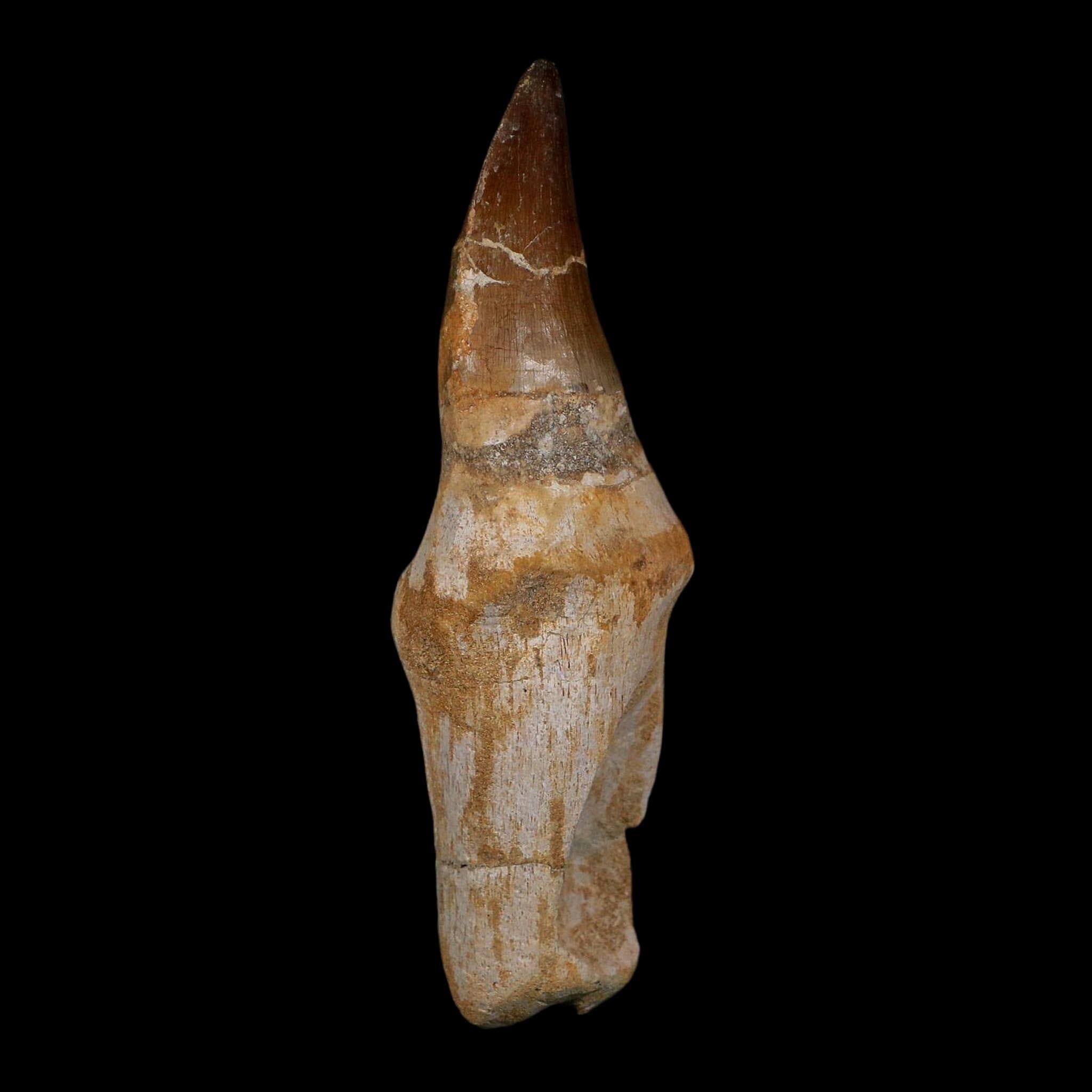 XL 4.7" Mosasaur Prognathodon Fossil Tooth Rooted Cretaceous Dinosaur Era COA