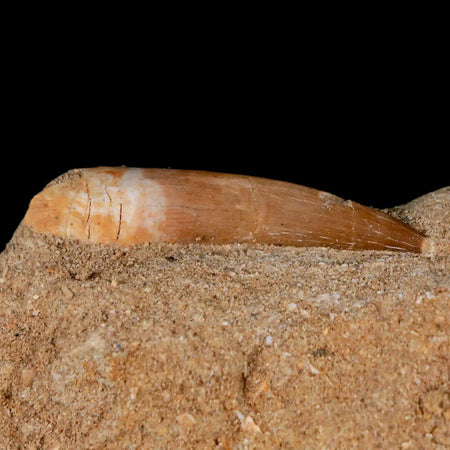1.7" Plesiosaur Zarafasaura Tooth Fossil In Matrix Cretaceous Dinosaur Era COA