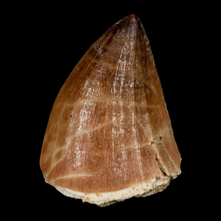 1.6" Mosasaur Prognathodon Fossil Tooth Cretaceous Dinosaur Era COA, Stand