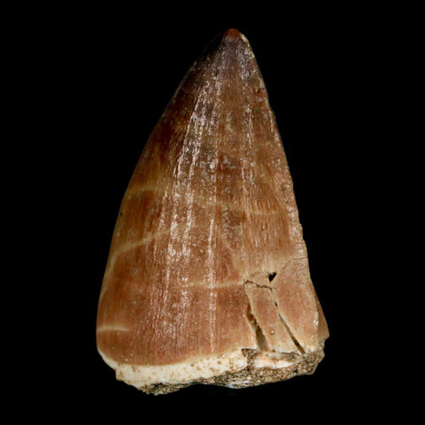 1.6" Mosasaur Prognathodon Fossil Tooth Cretaceous Dinosaur Era COA, Stand - Fossil Age Minerals