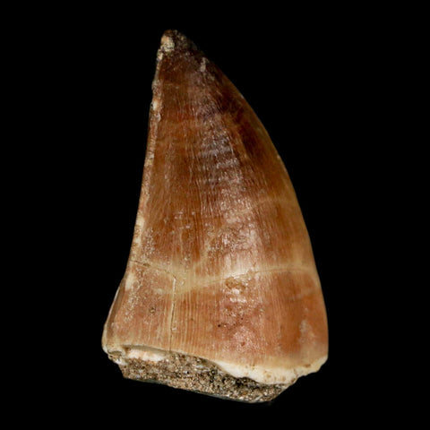 1.6" Mosasaur Prognathodon Fossil Tooth Cretaceous Dinosaur Era COA, Stand - Fossil Age Minerals