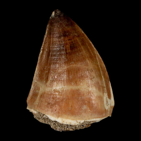 1.6" Mosasaur Prognathodon Fossil Tooth Cretaceous Dinosaur Era COA, Stand - Fossil Age Minerals