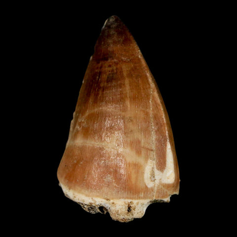 1.6" Mosasaur Prognathodon Fossil Tooth Cretaceous Dinosaur Era COA, Stand - Fossil Age Minerals