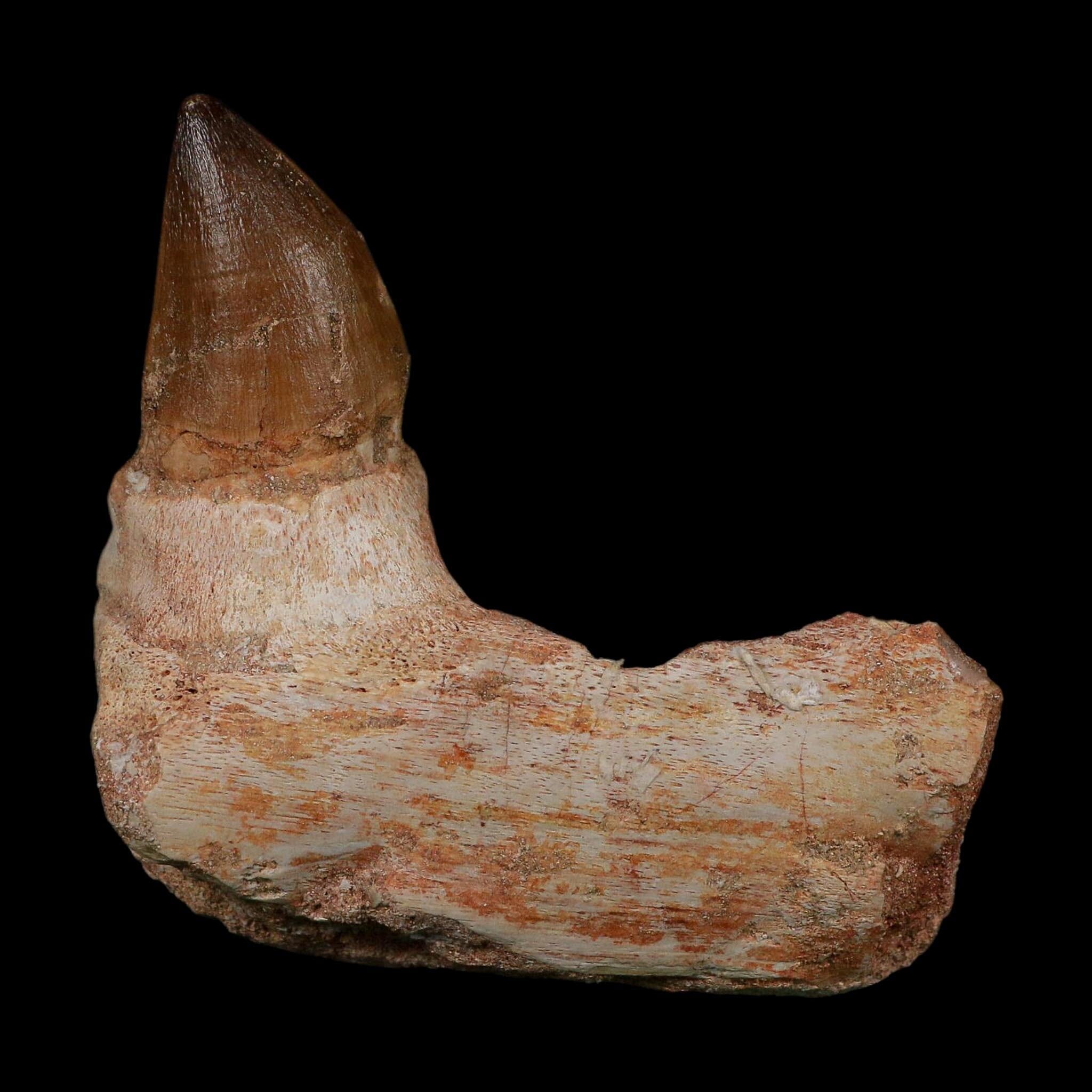 3.4" Mosasaur Prognathodon Fossil Jaw Section Tooth Cretaceous Dinosaur Era COA