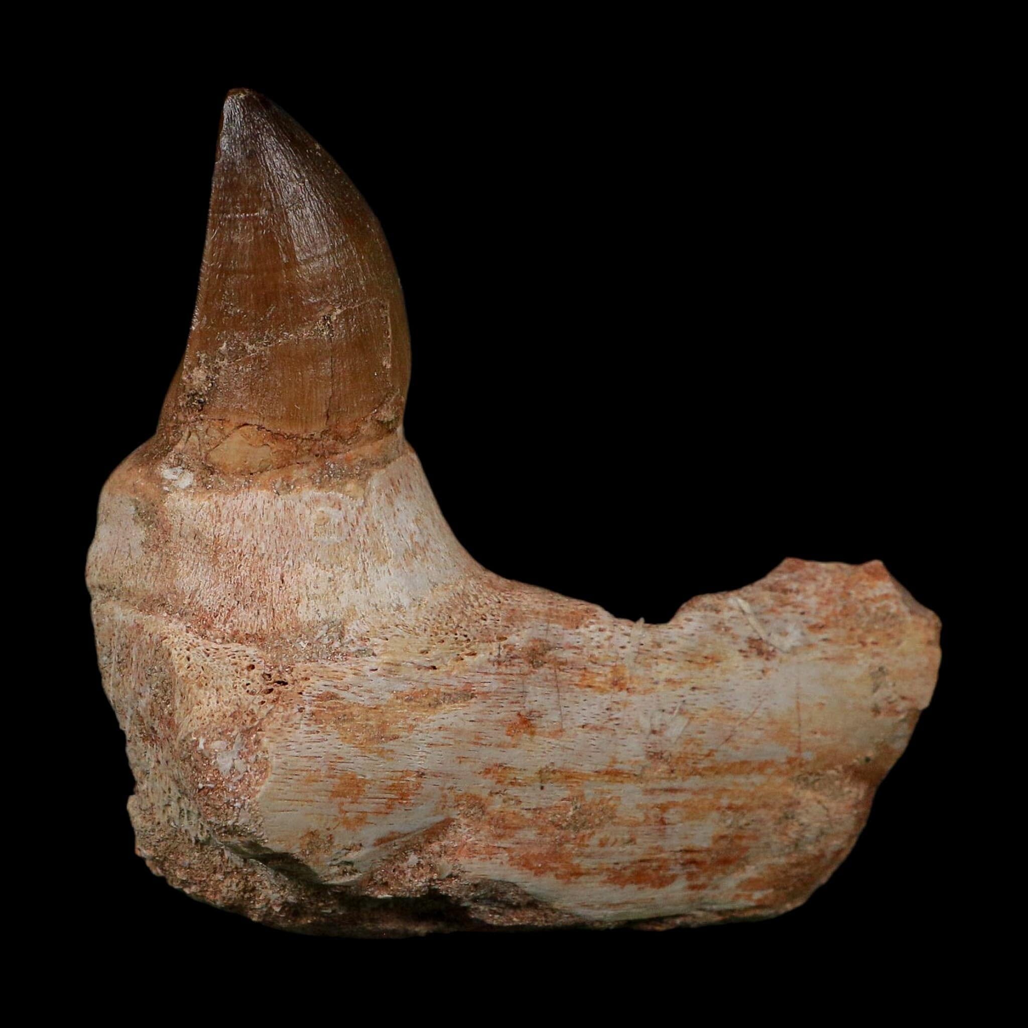 3.4" Mosasaur Prognathodon Fossil Jaw Section Tooth Cretaceous Dinosaur Era COA