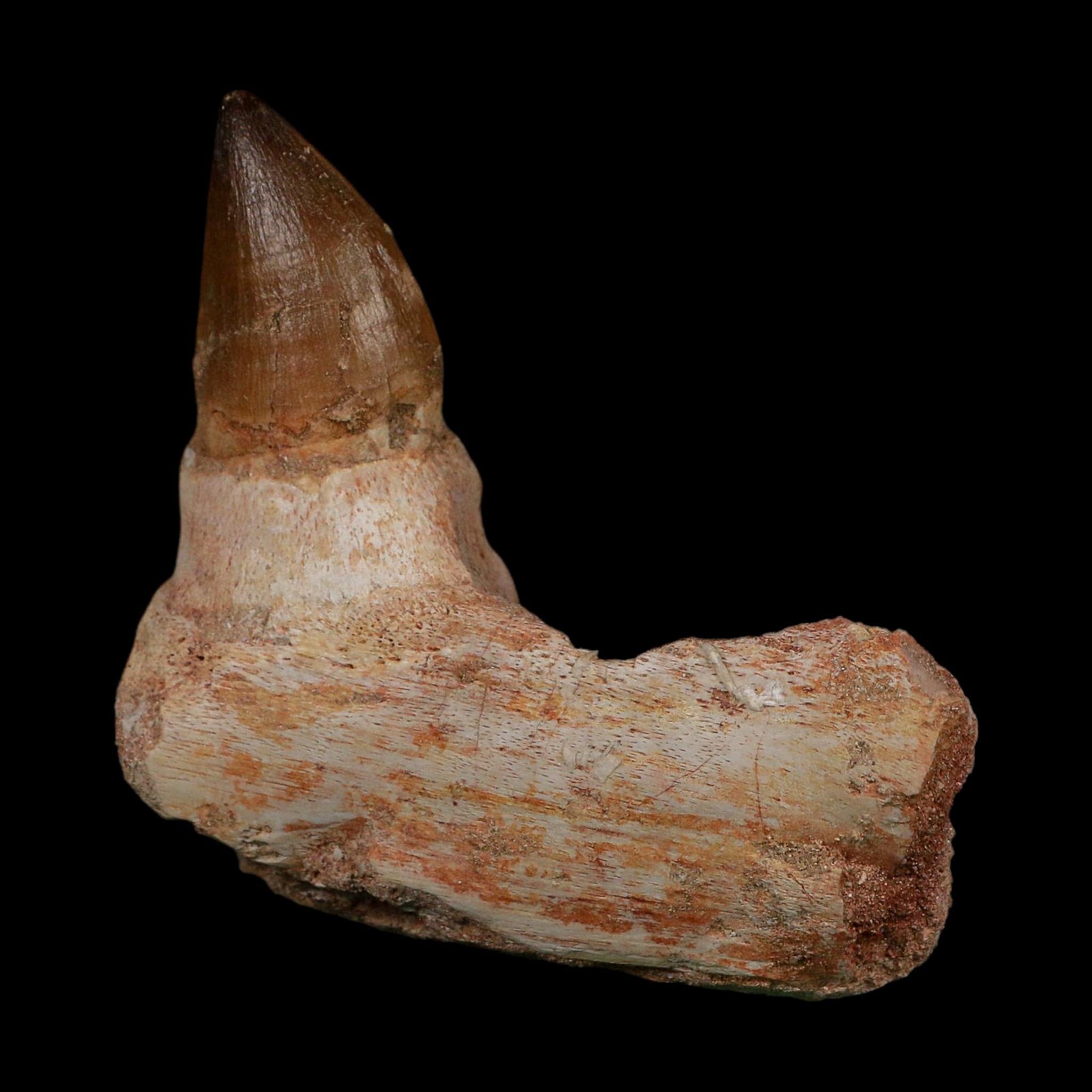 3.4" Mosasaur Prognathodon Fossil Jaw Section Tooth Cretaceous Dinosaur Era COA